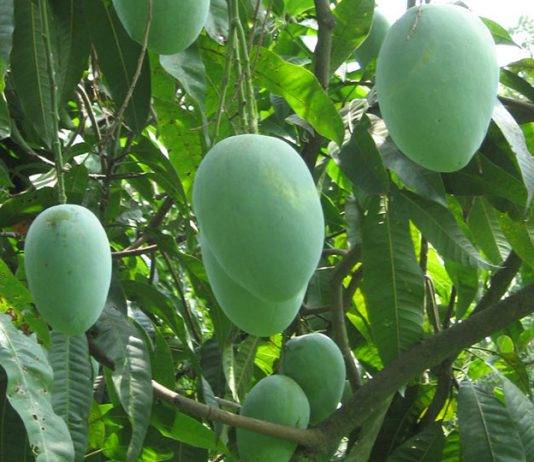 रटौला आम