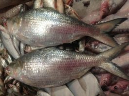 "थैंक यु मोदीजी, थैंक यु भेरी मच !!! आपनि एंटी-बंगाली नाइ।