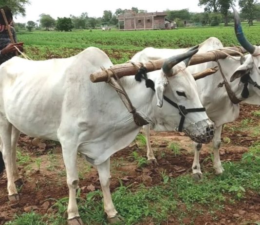 इस समय हमें यह सोचना होगा कि हमारे पूर्वजों के बनाये हल-बैल के संबंध को जिस तरह से हरित क्रांति के साथ समाप्त कर खेती में आधुनिकता की राह पकड़ी गयी उससे हमें क्या मिला। क्या इस सबंध को खत्म कर हम अपनी समस्याओं का स्थायी हल निकाल पाये ।