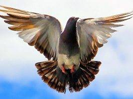 पति का पत्नी पर मालिकाना हक नहीं है।