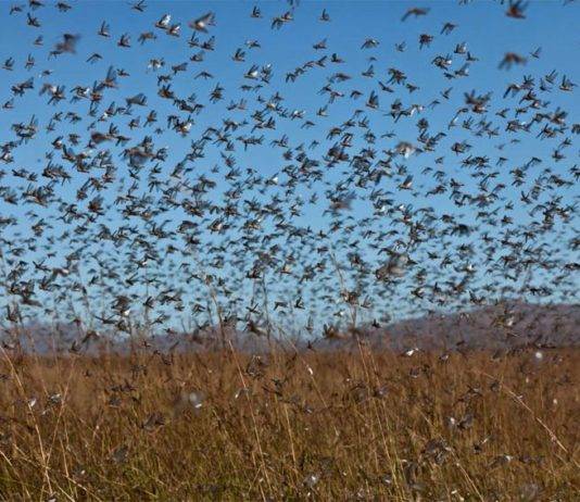 कहीं टीवी वाले, अखबार वाले इन टिड्डियों को भी "प्रवासी टिड्डियाँ" न कह दें क्योंकि ये तो और भी बेजुवान हैं 
