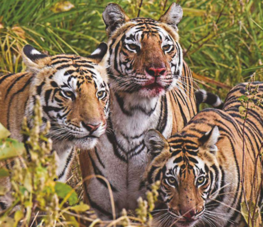 भारत में दुनिया की बाघों की आबादी का 70 प्रतिशत हिस्सा है। 